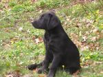 Tosca